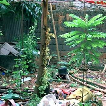 Helen Anang - Age, Bio, Birthdate, Family, Networth & More