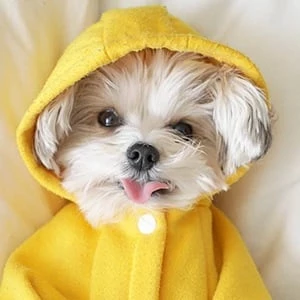 Herman in the Hood Biography