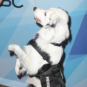 Hero The Super Collie - Birthdate, Age, Family, Bio, Networth & More