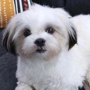 Heyyy Benji - Income, Birthday, Family, Bio, Networth & More