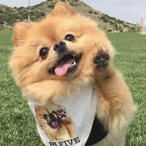 Hi I'm Chewie - Family, Bio, Birthdate,Age, Networth , Wiki& More