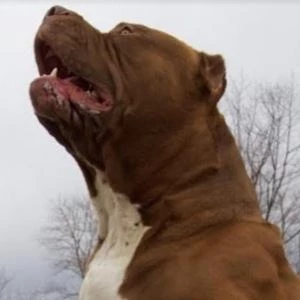 Hulk the Dog - Wiki, Family, Bio, Birthdate, Networth & More