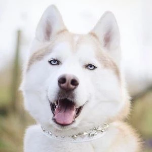 Husky Mika Biography
