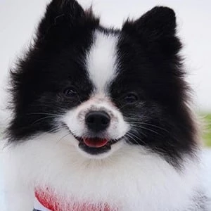 Huxley the Panda Puppy Biography