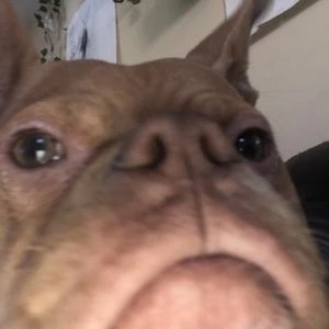 ivyvibing - Networth, Biography, Birthdate, Family & More