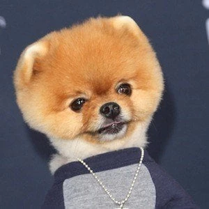 JiffPom - Age, Bio, Birthdate, Family, Networth & More