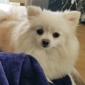 Jummychu Biography