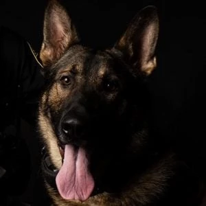 K9 Arlo - Profession, Biography, Birthdate, Family, Wiki & More