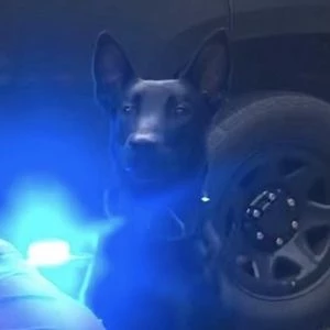 K9 Vader - Profession, Biography, Birthdate, Family, Wiki & More