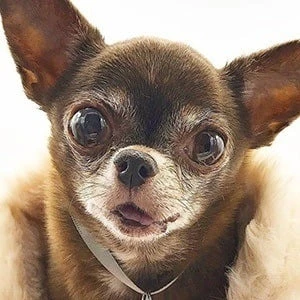 Chloe Kardoggian - Profession, Biography, Birthdate, Family, Wiki & More