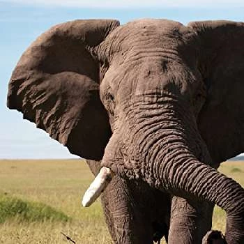 Keith Scholey - Age, Bio, Birthdate, Family, Networth & More