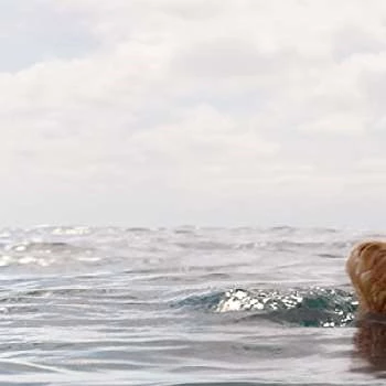 Kelly the Dog - Age, Bio, Birthdate, Family, Networth & More