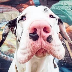 Kernel the Great Dane - Family, Bio, Birthdate,Age, Networth , Wiki& More