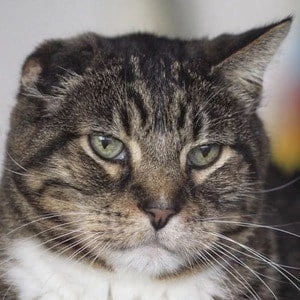 Klaus the Cat - Birthplace, Bio, Wiki, Birthday, Family, Networth & More