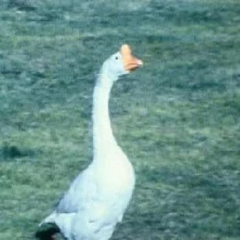 Lady Agnes - Age, Bio, Birthdate, Family, Networth & More