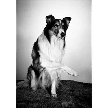 Lassie the Dog - Age, Bio, Birthdate, Family, Networth & More