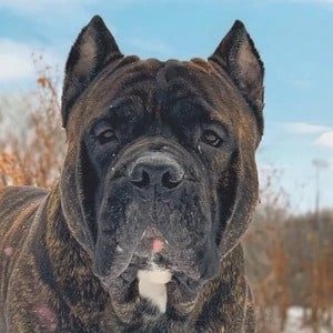 Leo the Cane Corso - Family, Bio, Birthday, Family, Income & More