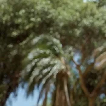 Levit Pereira - Age, Bio, Birthdate, Family, Networth & More