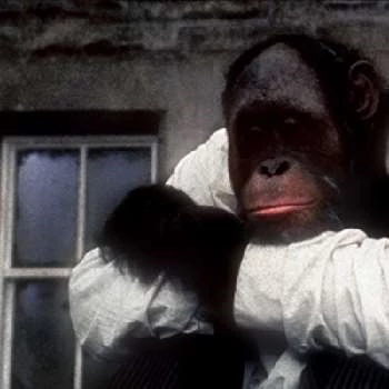 Locke the Orangutan - Age, Bio, Birthdate, Family, Networth & More