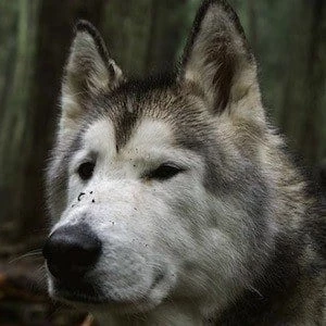 Loki the Wolf Dog - Income, Birthday, Family, Bio, Networth & More