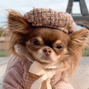 Lou the Chichi - Age, Bio, Career, Family, Wiki, Networth & More