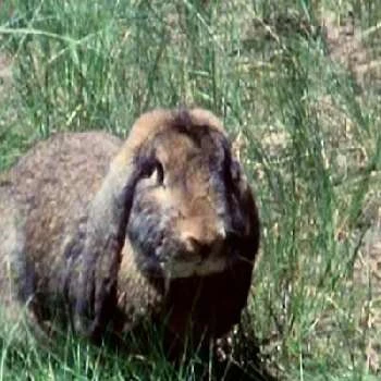 Louise - Age, Bio, Birthdate, Family, Networth & More