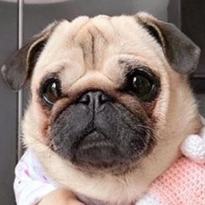 Loulou the Pug Biography