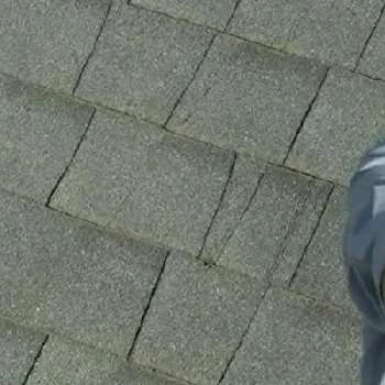 Luca Bovelli - Age, Bio, Birthdate, Family, Networth & More