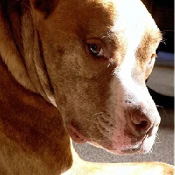 Mack the Dog - Age, Height, Birthdate, Bio, Family, Networth & More