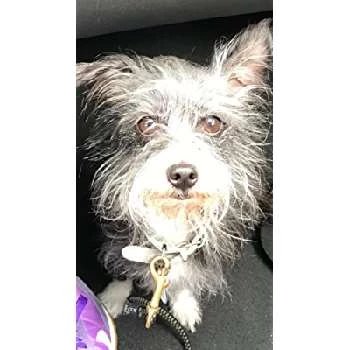 Mannix The Dog - Age, Bio, Birthdate, Family, Networth & More