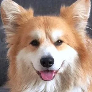 Marcel Le Corgi - Income, Birthday, Family, Bio, Networth & More