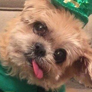 Marnie The Dog - Age, Bio, Birthdate, Family, Networth & More