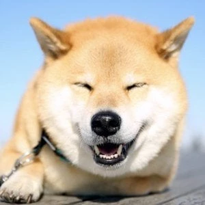 Maru the Shiba - Wiki, Bio, Networth, Birthdate, Family & More