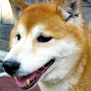 Maru the Shiba Inu - Networth, Bio, Birthdate, Age, Family & More