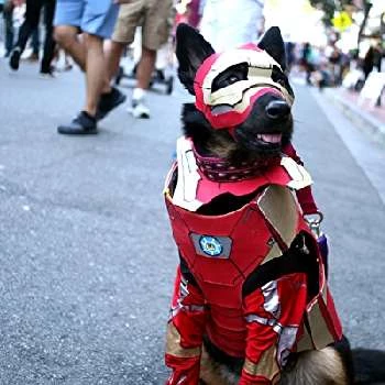 Merly TheCosplayDog - Age, Bio, Birthdate, Family, Networth & More