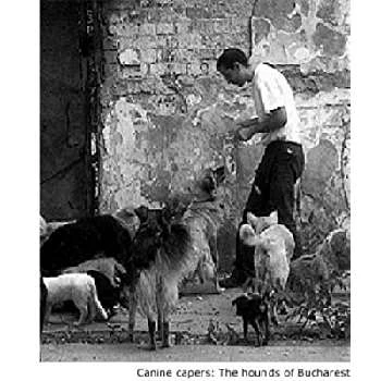 Mihai Calota - Age, Bio, Birthdate, Family, Networth & More