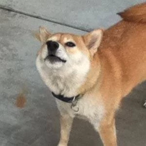 Mika the Shiba - Networth, Bio, Birthdate, Age, Family & More