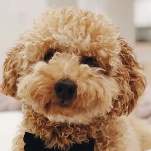 Milo Conte - Age, Bio, Birthdate, Family, Networth & More