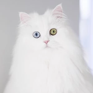 mmeowmmia - Age, Height, Birthdate, Family, Wiki & More