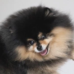 Mocha the Pomeranian Biography