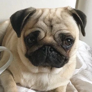 Moka The Adorable Pug - Networth, Bio, Birthdate, Age, Family & More
