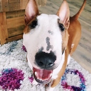 Moose the Mini Bully Biography