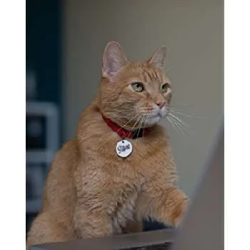 Morris the Cat - Age, Bio, Birthdate, Family, Networth & More