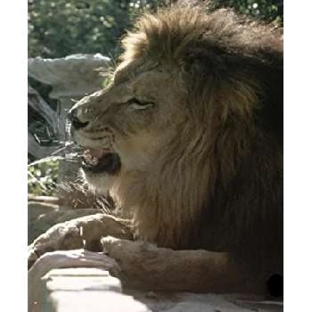 Neal - Age, Bio, Birthdate, Family, Networth & More