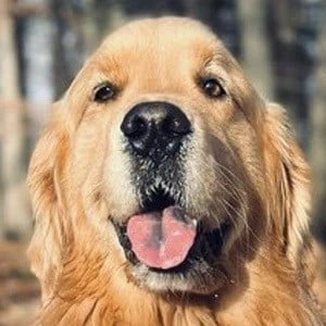 Sterling Newton - Biography, Birthday, Family, Wki, Networth & More