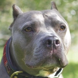 Noah Noah_and_lincoln - Age, Bio, Birthdate, Family, Networth & More