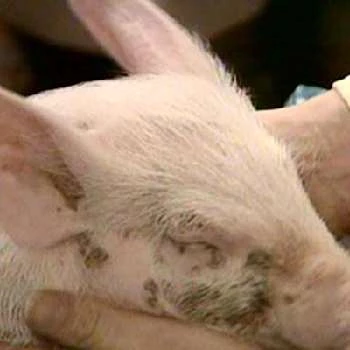 Nugent - Age, Bio, Birthdate, Family, Networth & More