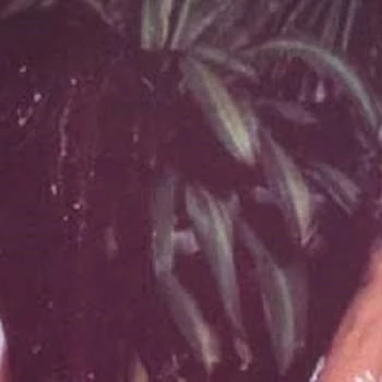 Paola Senatore - Adderess, Bio, Birthdate, Family, Wiki & More