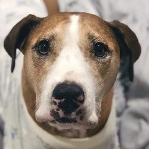 Amos Pearce - Age, Wiki, Birthdate, Bio, Networth, Family & More