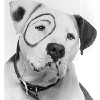 Petey - Age, Bio, Birthdate, Family, Networth & More